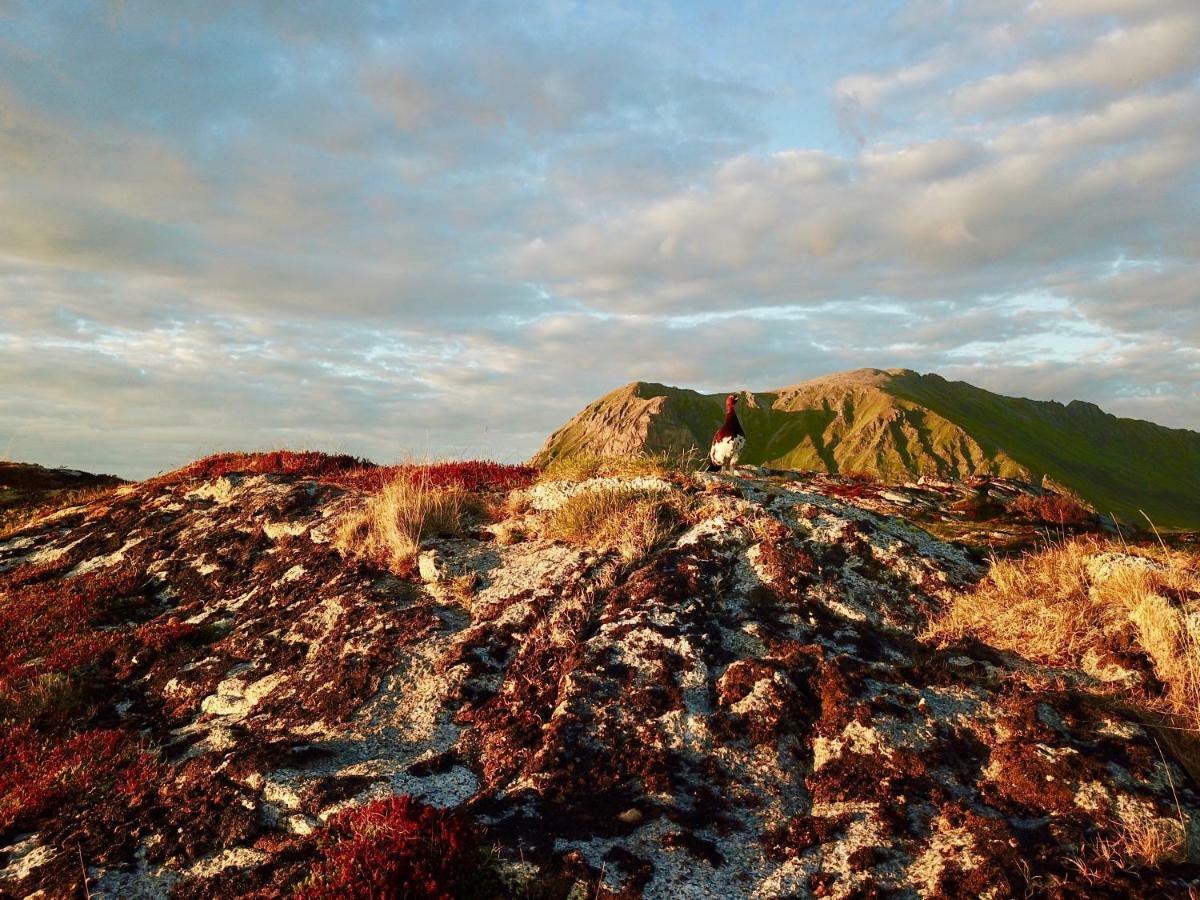 Midnight Sun View Lofoten Leknes Luaran gambar